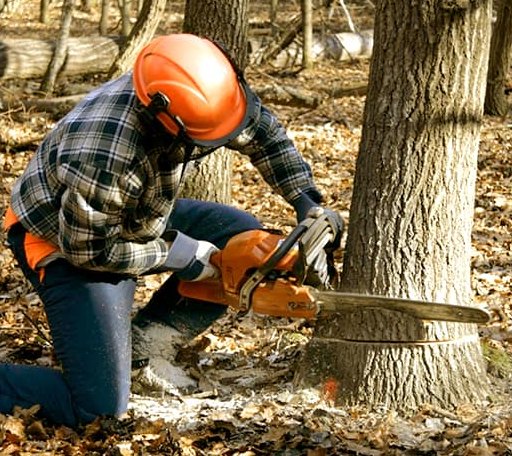 Tree Removal in Perry, KS